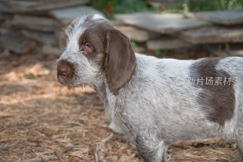 Spinone Italiano 9周大的可爱小狗dog_8